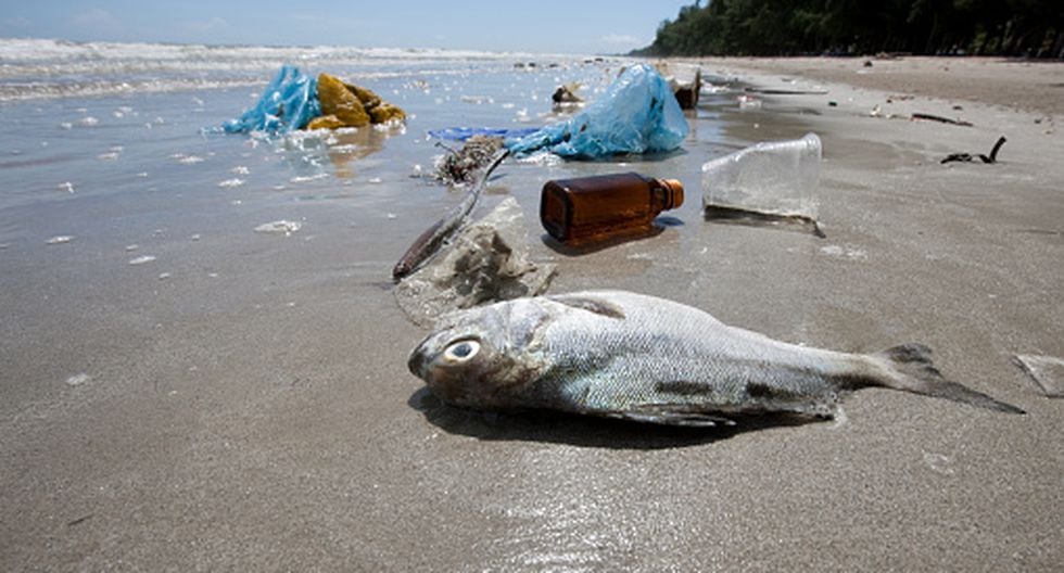 ¿cómo Combatir La Contaminación Marina Y El Plástico Mundo Peru21 